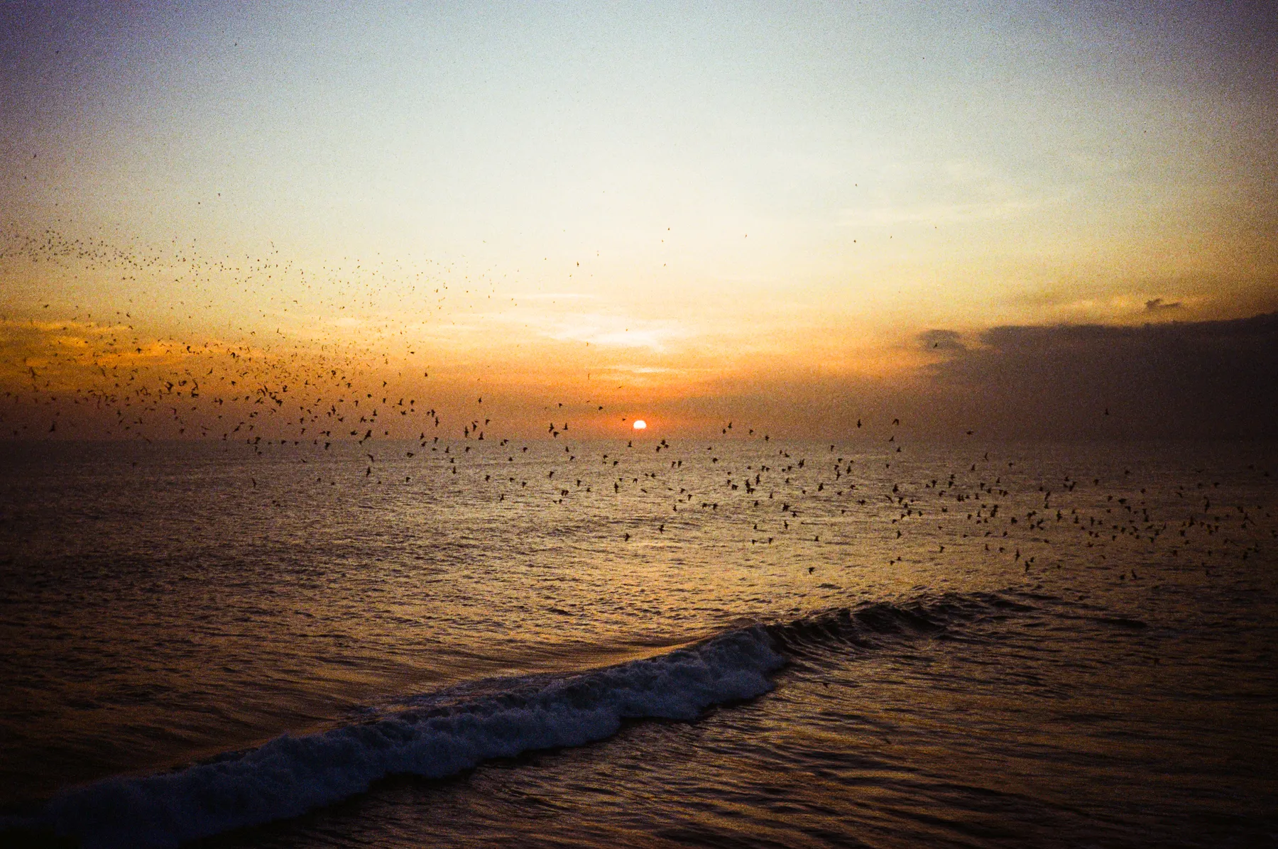 a flock of birds over breaking waves at sunset, bali