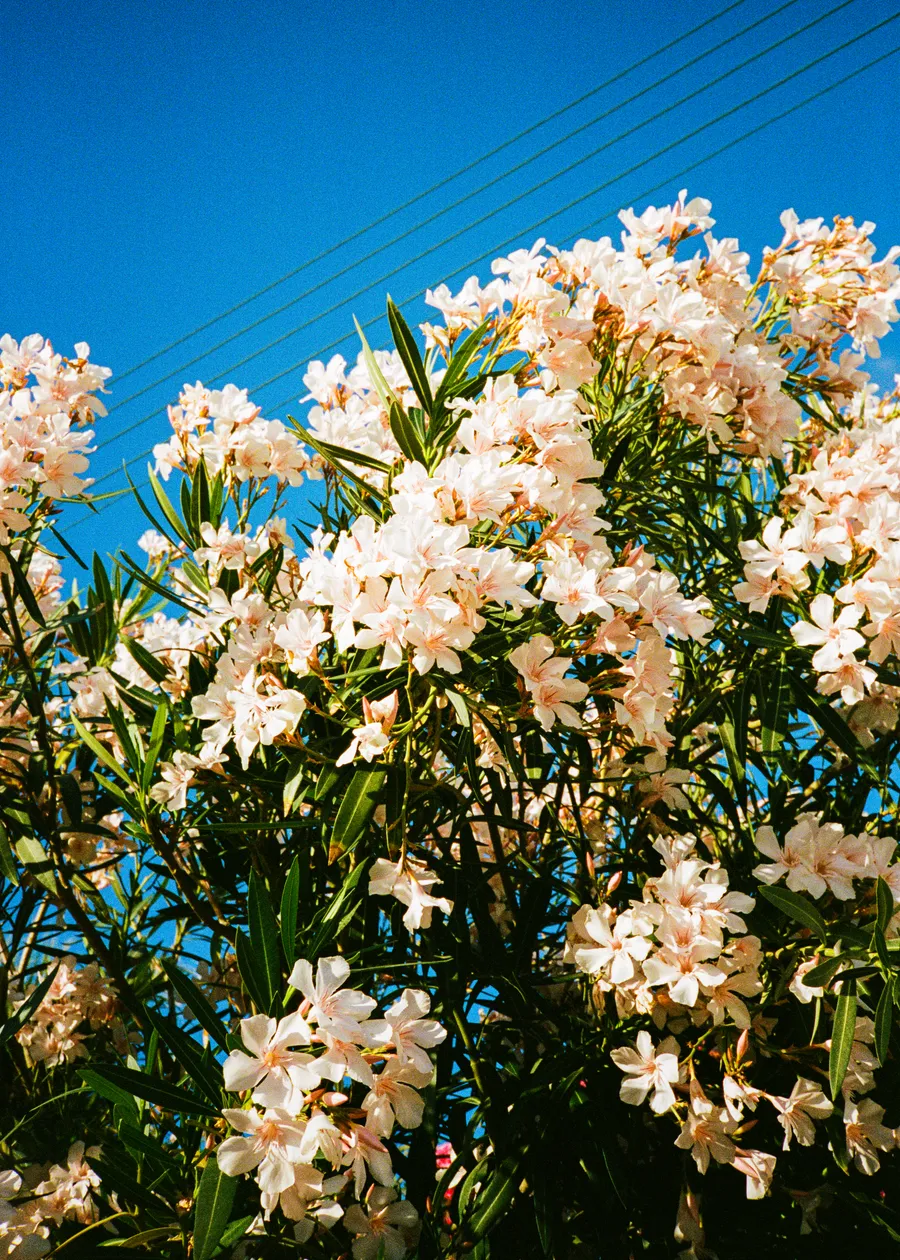 pale oleander flowers against a hard blue sky, antiparos
