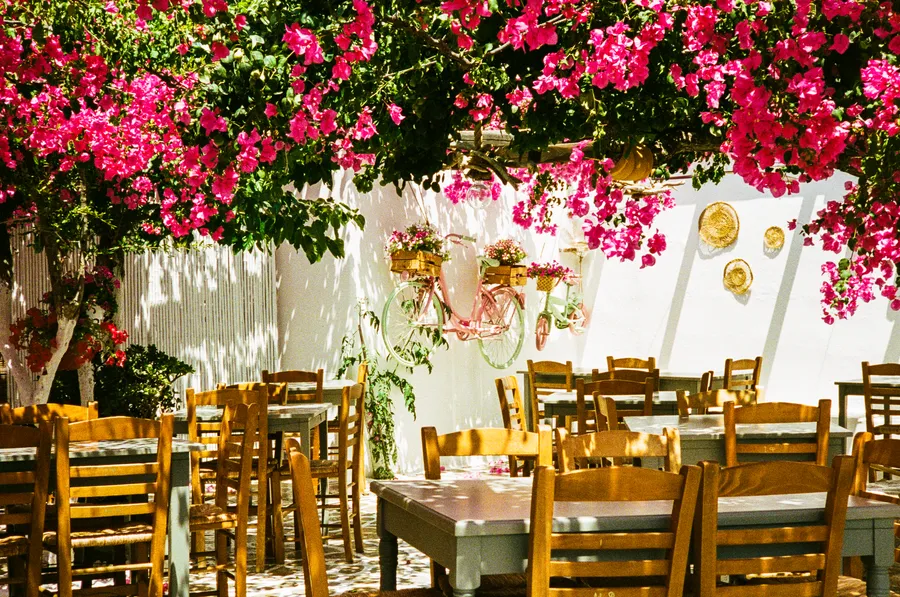 empty taverna tables under a canopy of pink bougainvillea, antiparos